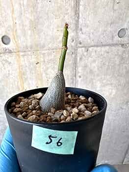 Amazon.co.jp: 【現品限り】プセウドボンバックス